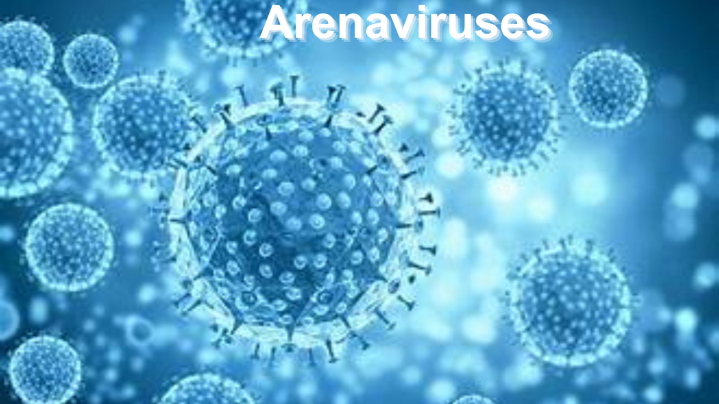 Arenaviruses